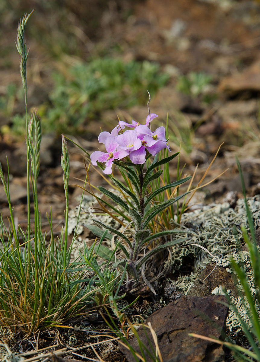 Image of Clausia aprica specimen.