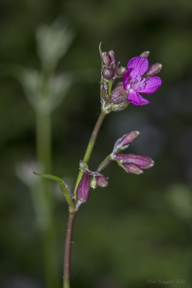 Изображение особи Viscaria vulgaris.