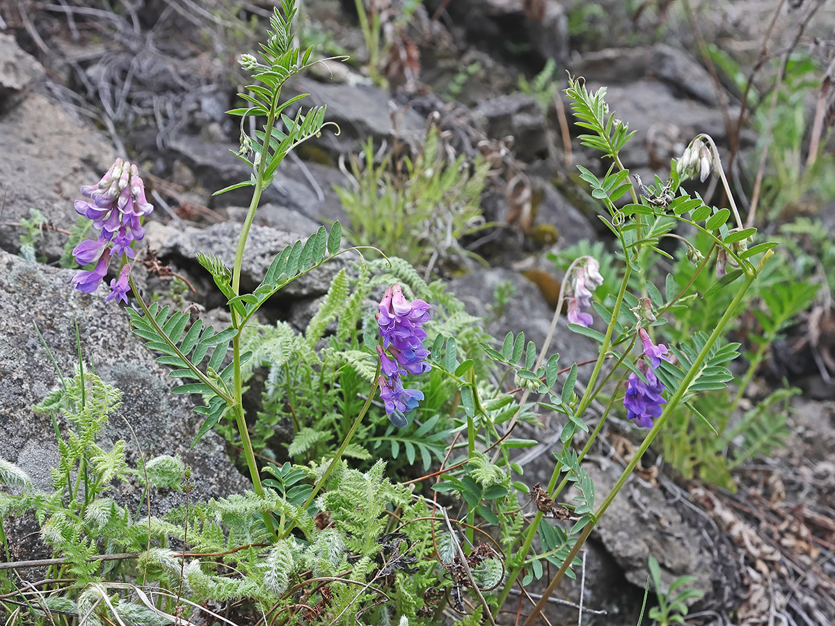 Изображение особи род Vicia.