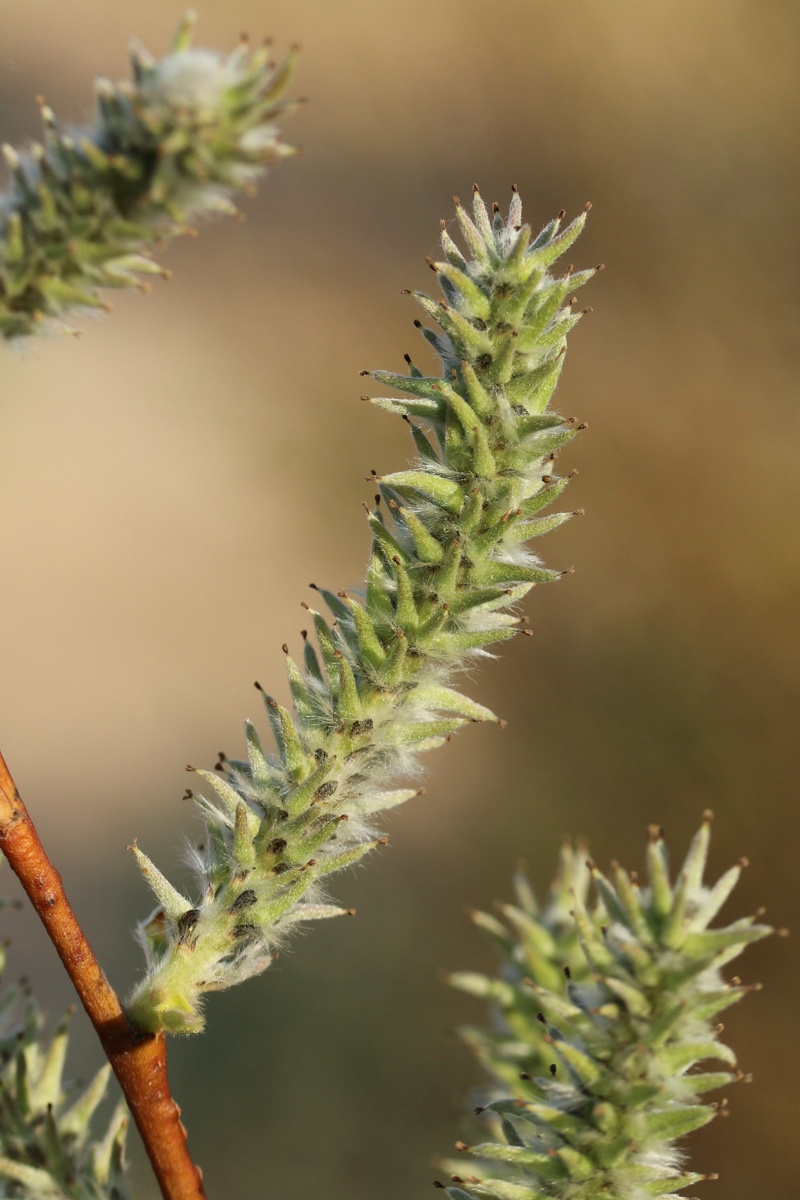 Изображение особи Salix phylicifolia.