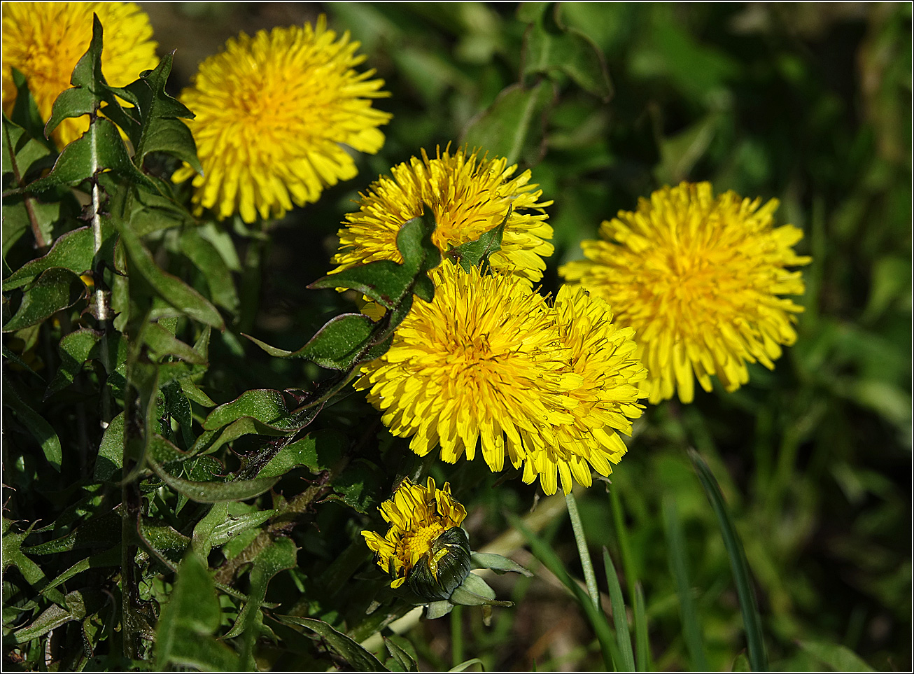 Изображение особи Taraxacum officinale.