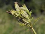 Lychnis wilfordii. Верхушка побега с отцветшим соцветием. Приморский край, Шкотовский р-н, с. Новонежино, луг. 18.08.2023.