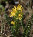 Pedicularis oederi. Соцветие. Республика Саха, Оленёкский улус, басс. р. Олломокит, ок. 600 м н.у.м., поляна в лиственничном лесу. 31.07.2023.