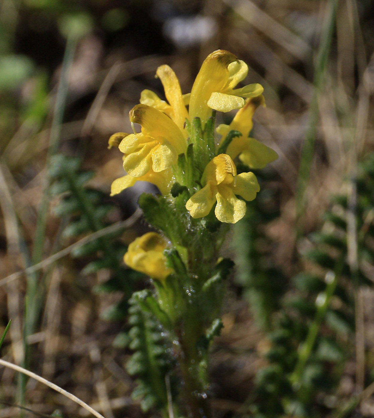 Изображение особи Pedicularis oederi.