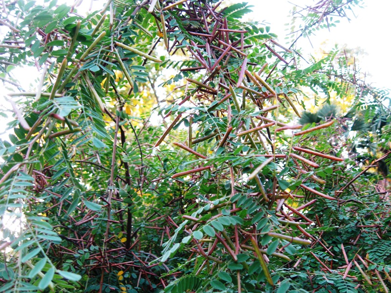 Image of Indigofera heterantha specimen.