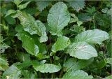 Rumex obtusifolius. Вегетирующее растение с повреждёнными листьями. Московская обл., Раменский р-н, окр. дер. Хрипань, садовый участок. 01.06.2023.