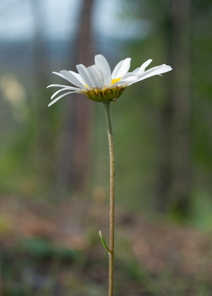 Image of Chrysanthemum zawadskii specimen.