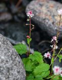 Circaea alpina