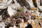 Orostachys spinosa. Группа вегетирующих растений. Республика Саха (Якутия), Хангаласский улус, левый берег р. Сиинэ (Синяя), скальный выход. 27.07.2023.