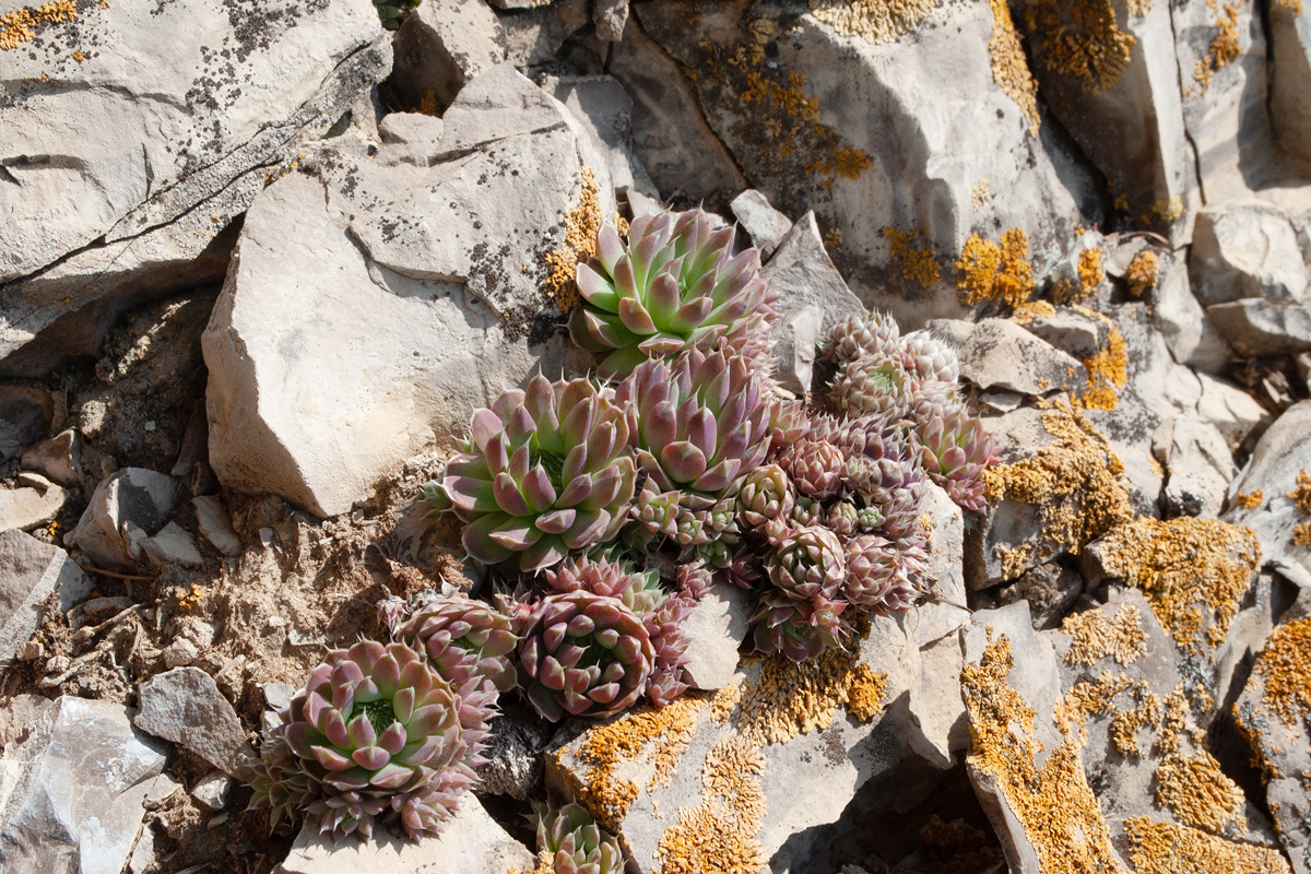 Image of Orostachys spinosa specimen.