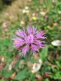 Centaurea salicifolia. Соцветие. Краснодарский край, городской округ Сочи, Хостинский р-н, гора Бытха, опушка дубового леса. 01.11.2023.