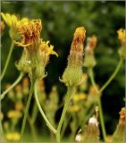 Crepis tectorum. Верхушка побега с частью отцветшего соцветия (соплодия). Чувашия, окр. г. Шумерля, Песчаная дорога на Водозабор. 18 июня 2010 г.