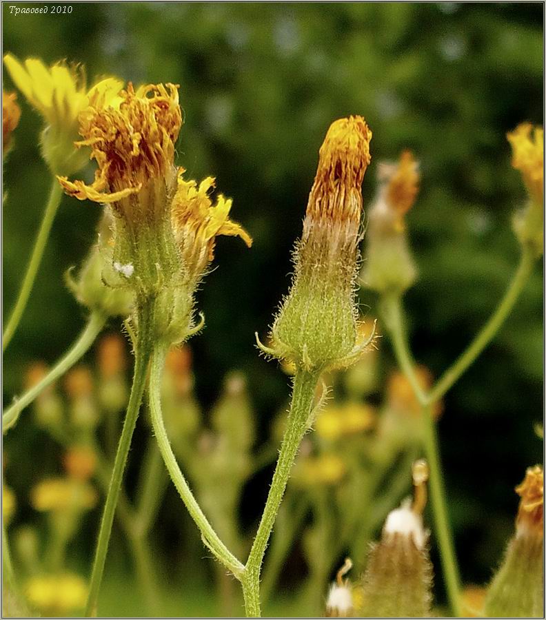 Изображение особи Crepis tectorum.