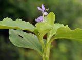 genus Commelina. Верхушка цветущего растения. Таиланд, Бангкок, Донмыанг, жилой квартал, заросший газон. 11.09.2023.