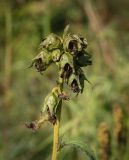 Campanula trachelium. Соплодие. Пермский край, г. Пермь, Индустриальный р-н, разнотравный луг. 04.08.2023.