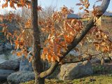 Quercus acutissima. Часть кроны покоящегося дерева с неопавшими сухими листьями. Краснодар, парк \"Краснодар\", Японский сад, в культуре. 01.01.2024.