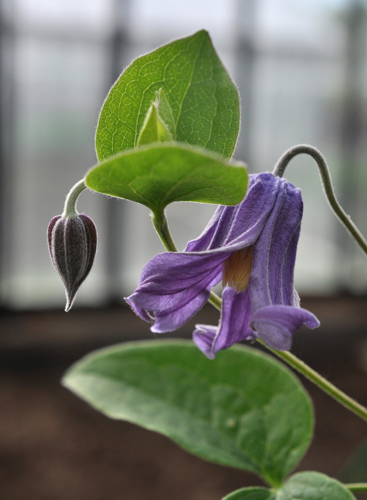 Image of Clematis &times; natalii specimen.