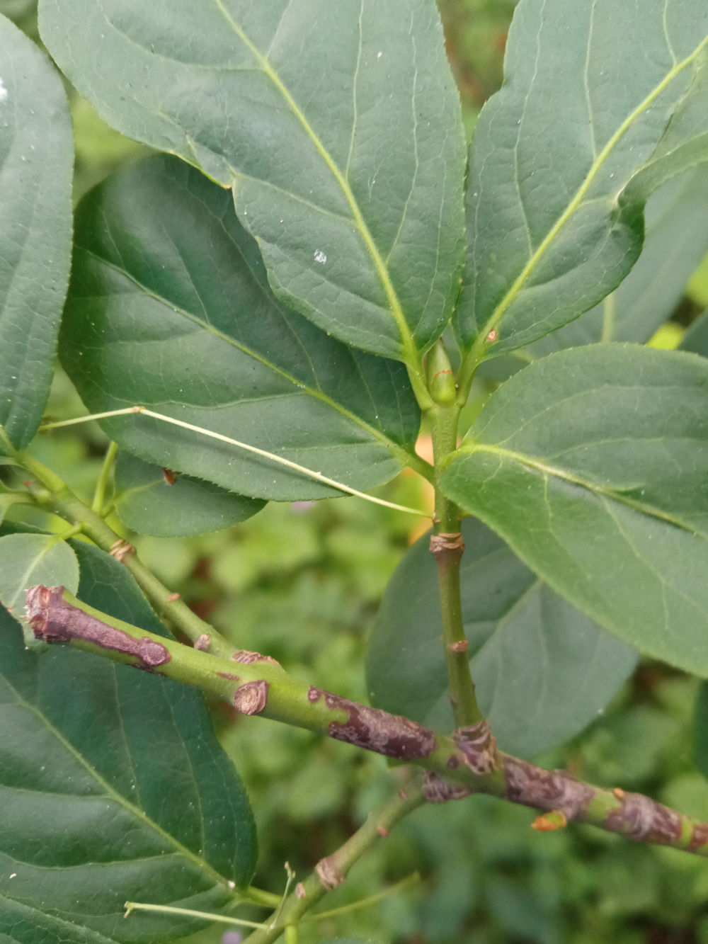 Image of Euonymus leiophloeus specimen.