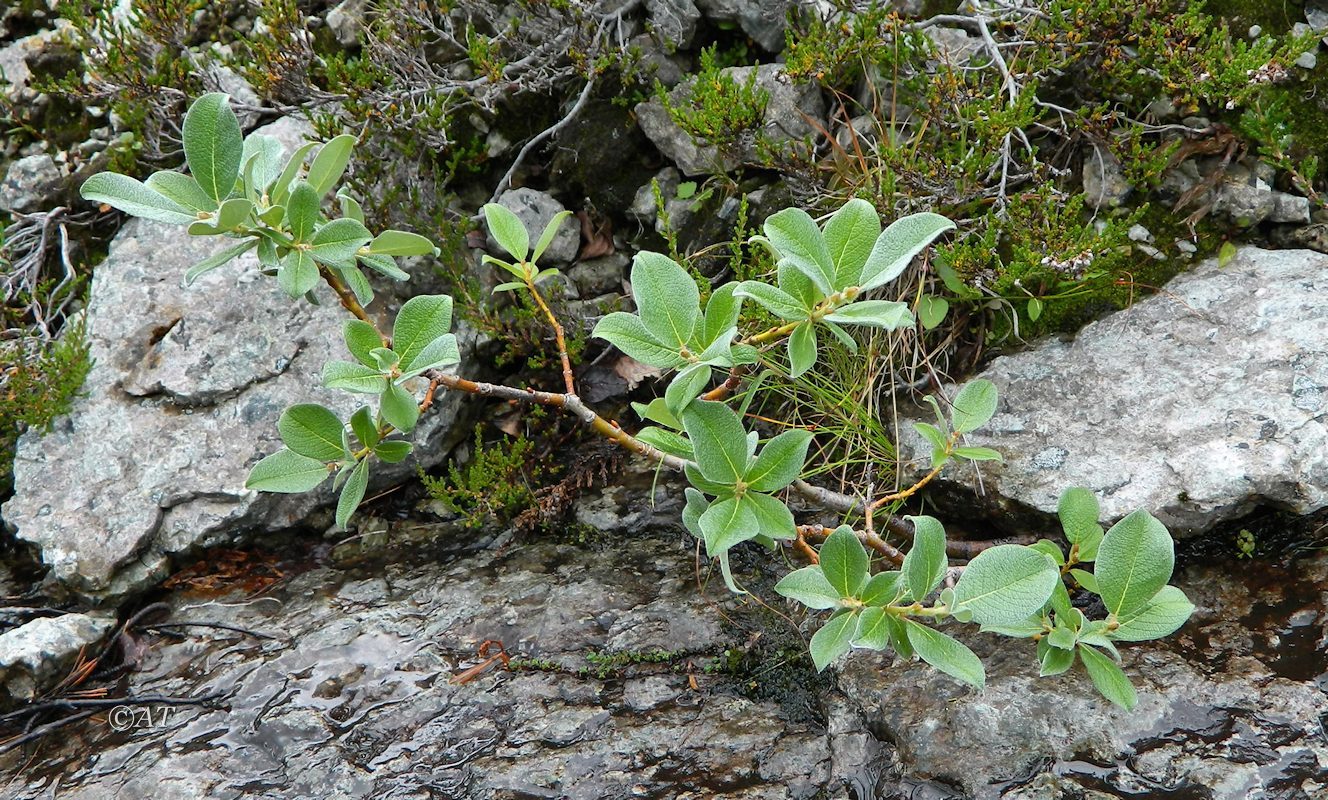 Image of Salix lanata specimen.