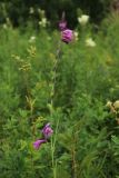 Gladiolus imbricatus. Верхняя часть запоздало цветущего и плодоносящего растения с деформированным пазушным соцветием (в условиях засушливого лета). Беларусь, Витебская обл., окр. пос. Езерище, сырой лабазниковый луг. 27.07.2023.