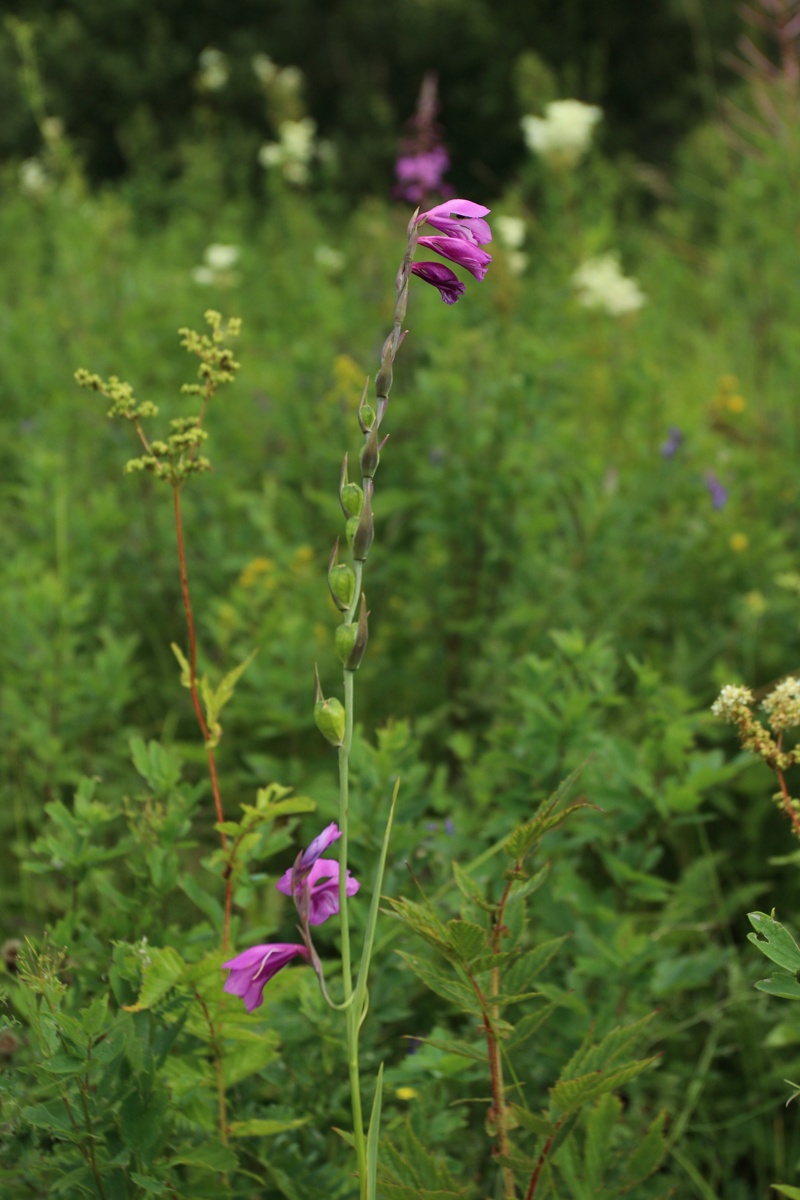 Image of Gladiolus imbricatus specimen.