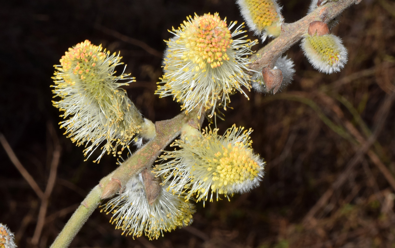 Изображение особи Salix caprea.