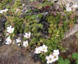 Saxifraga derbekii