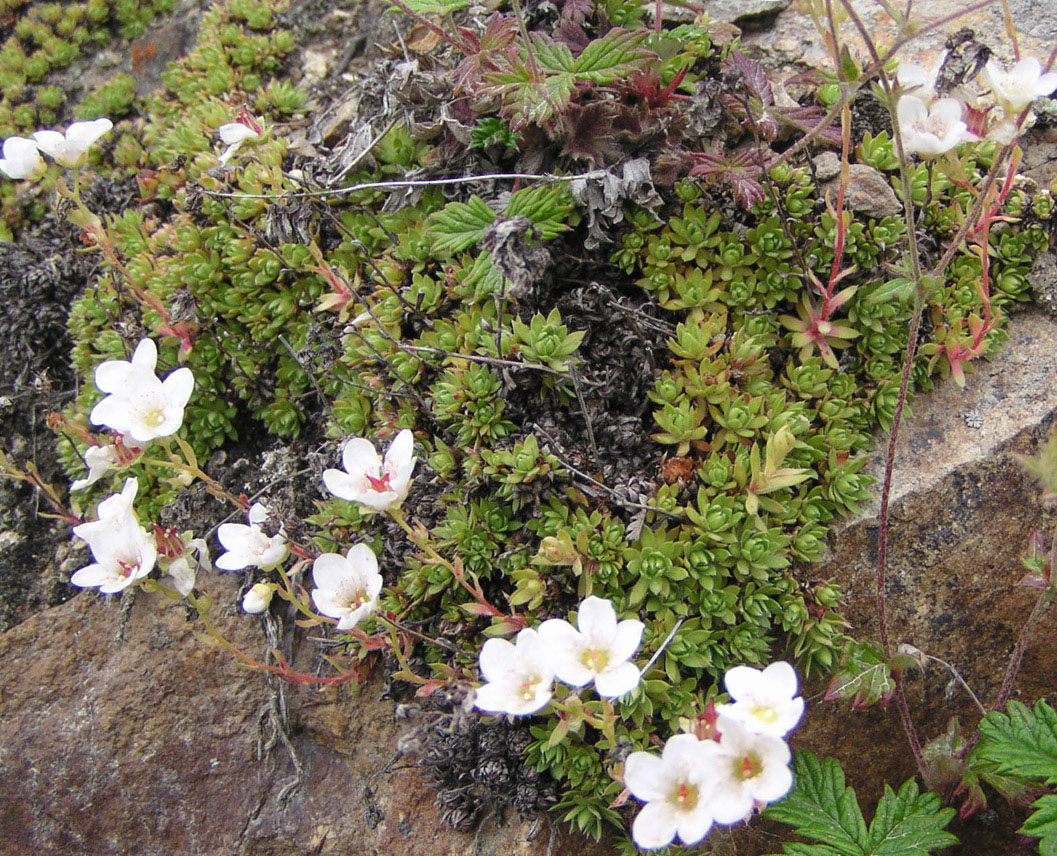 Image of Saxifraga derbekii specimen.