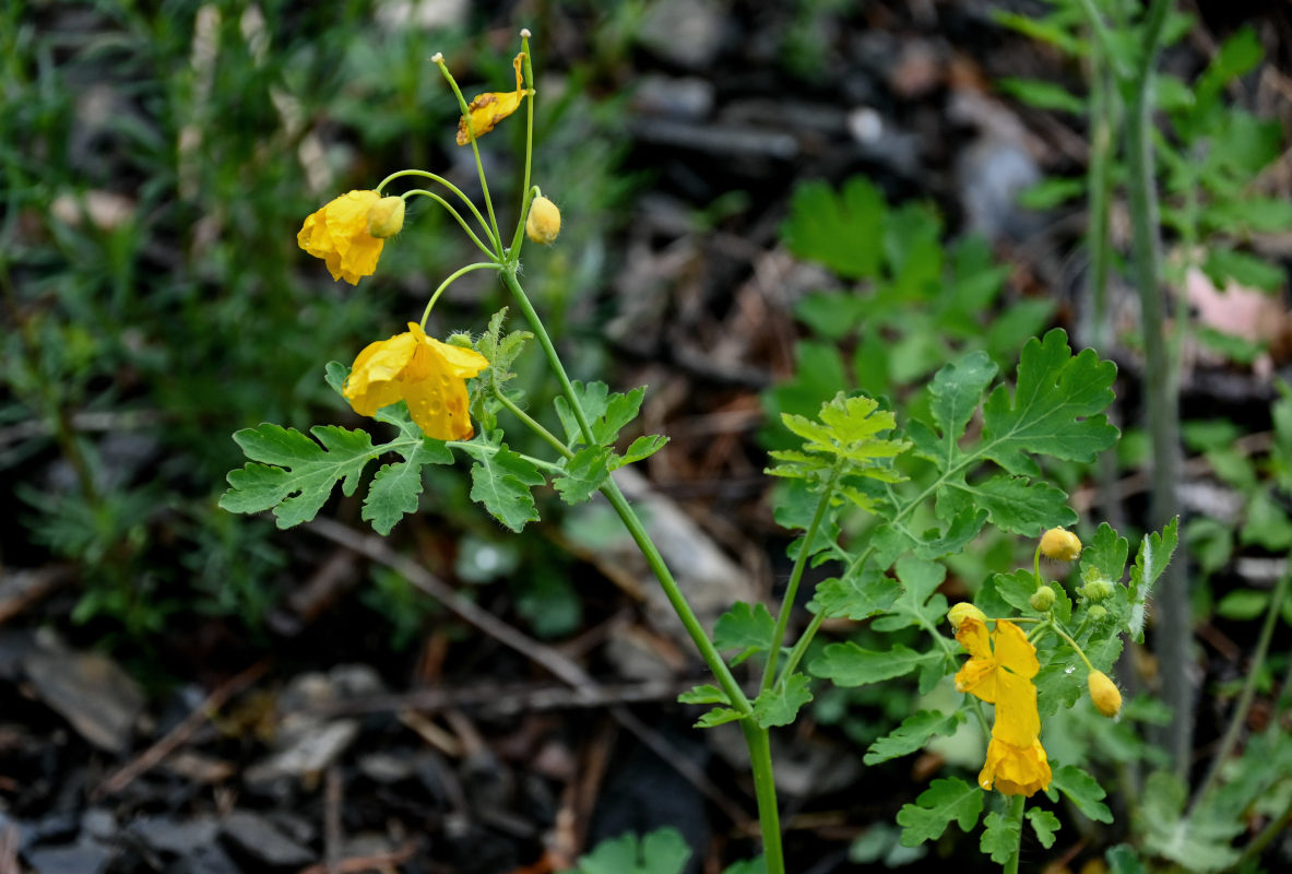 Image of Chelidonium majus specimen.