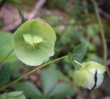 Helleborus caucasicus. Плод. Абхазия, Гагрский р-н, с. Лдзаа, широколиственный лес. 11.04.2024.