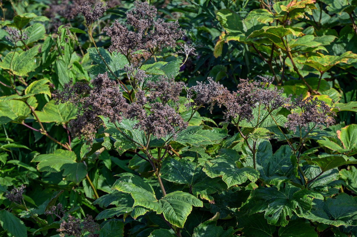 Изображение особи Filipendula camtschatica.