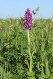 Dactylorhiza urvilleana