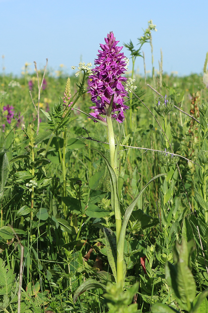 Image of Dactylorhiza urvilleana specimen.