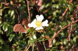 Rosa sempervirens