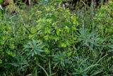 Euphorbia glaberrima. Плодоносящее растение. Грузия, г. Тбилиси, луговой склон. 10.06.2023.