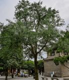 Gleditsia sinensis. Плодоносящее дерево. Китай, провинция Шэньси, г. Сиань, в культуре. 10.06.2024.