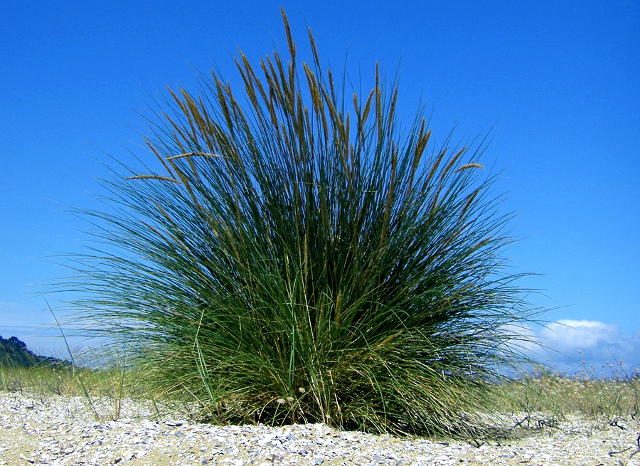 Изображение особи Ammophila arenaria ssp. arundinacea.