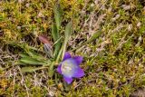 Campanula biebersteiniana. Цветущее растение с клещами-краснотелками в венчике. Карачаево-Черкесия, Урупский р-н, хр. Абишира-Ахуба, окр. оз. Перевальное, ≈ 2800 м н.у.м., в сообществе с Minuartia, каменистый альпийский луг. 11.08.2024.
