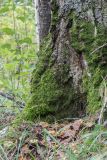 Hypnum cupressiforme