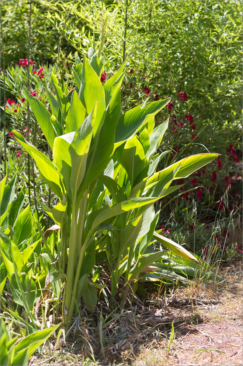Image of genus Canna specimen.