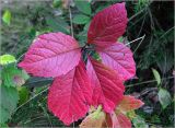 Parthenocissus quinquefolia