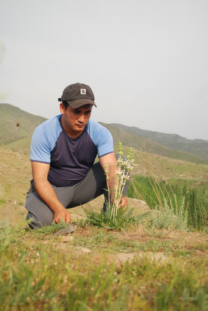 Image of Phlomoides nuda specimen.