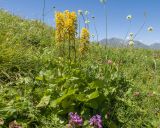 Ligularia subsagittata