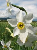 Narcissus angustifolius