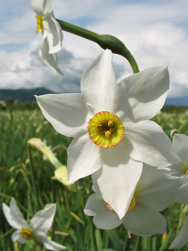 Image of Narcissus angustifolius specimen.