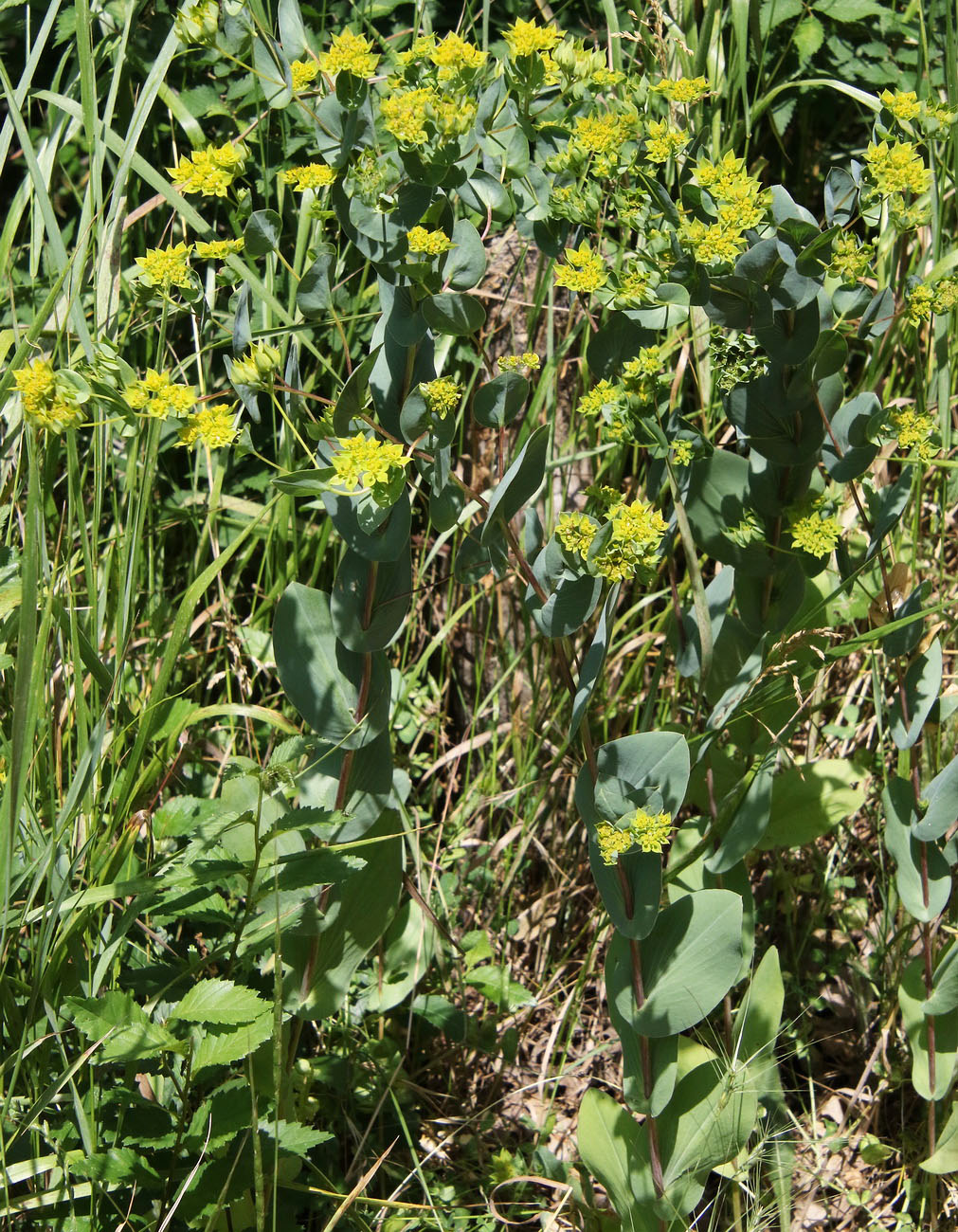 Image of Bupleurum rotundifolium specimen.