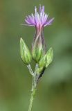 Crupina vulgaris
