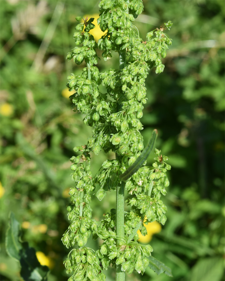 Image of Rumex crispus specimen.
