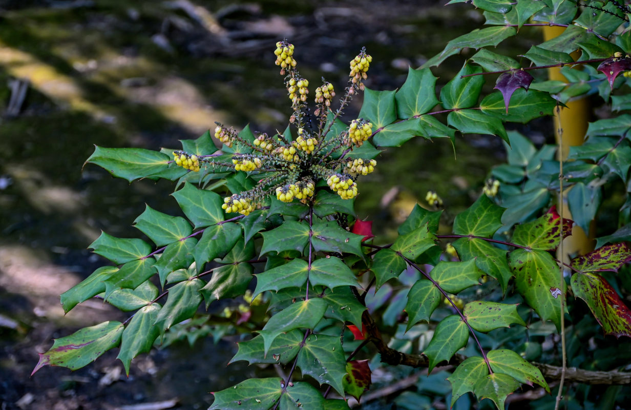 Изображение особи Mahonia bealei.