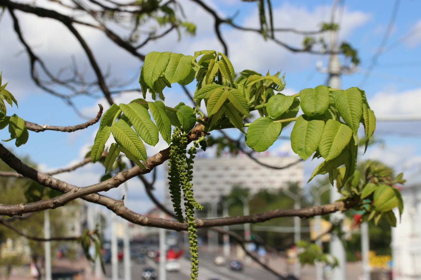 Image of Juglans mandshurica specimen.